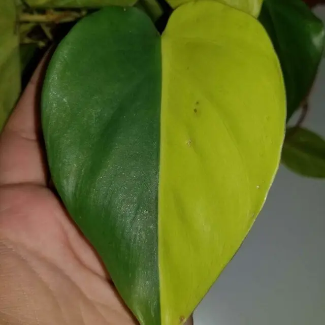 6 Potret Tanaman dengan Warna Selaras Ini Unik, Perpaduannya Manjakan Mata