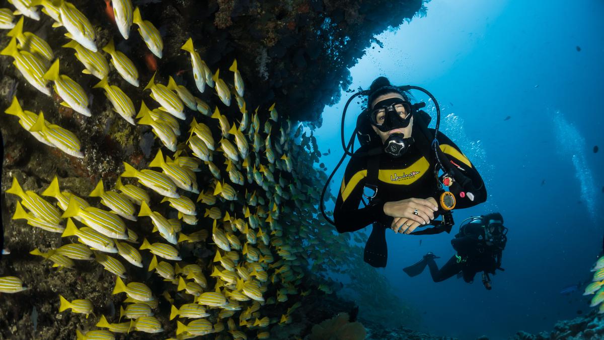 Berenang dan Menyelam di Laut Pakai Tabir Surya Terlarang di Thailand Terancam Didenda hingga Rp51 Juta