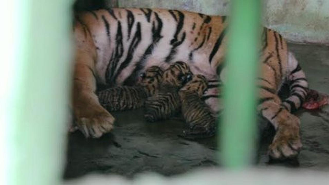 Diselamatkan dari pemburu, Harimau Sumatera ini cacat kaki kanannya