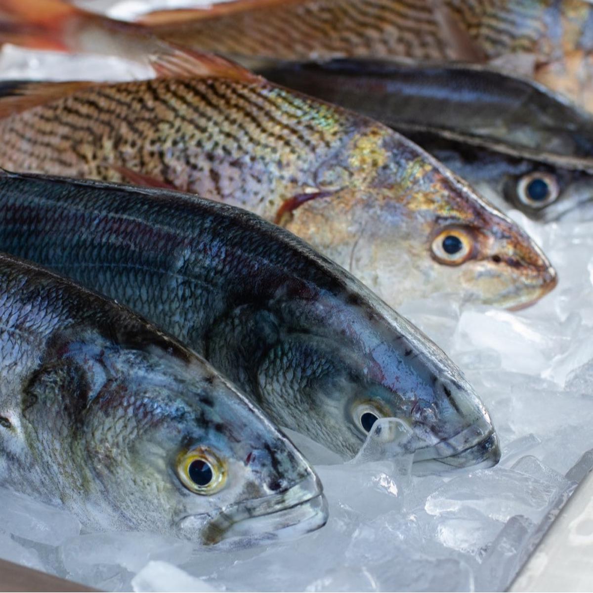Ilustrasi ikan segar