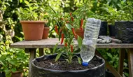 Cara Membuat Sistem Self-Watering dari Botol Bekas, Solusi Penyiraman Tanaman yang Hemat Air