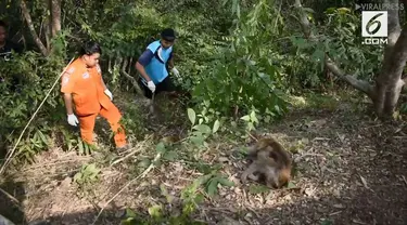 Sekitar 20 ekor monyet mati di Provinsi Rayong, Thailand. Diduga, karena memakan semangka beracun.