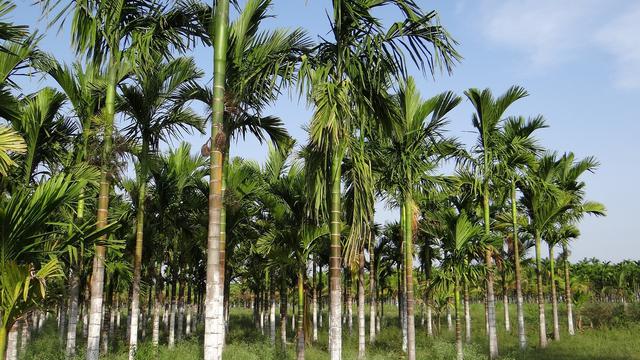 Ilustrasi pohon pinang