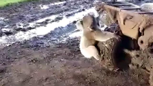 Petani Ini Ketakutan Dikejar Seekor Koala