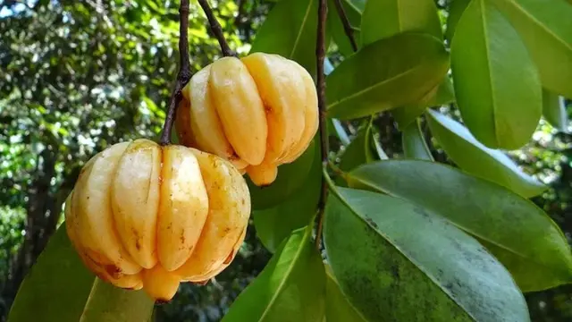 [Bintang] Brindleberry