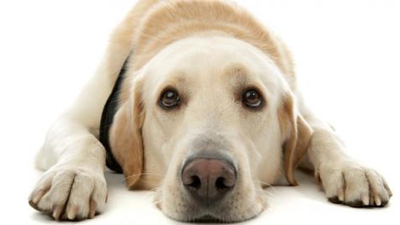Apakah anjing tahu saat Anda bersedih?