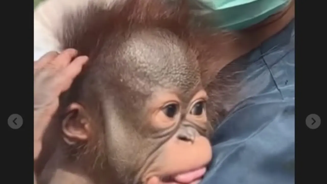 Bandung Zoo Buka Seleksi untuk Jadi Orangtua Asuh Bayi Orangutan Berusia 2 Bulan