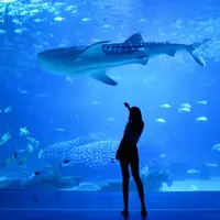 ilustrasi mimpi ikan besar/Silas Hao/unsplash