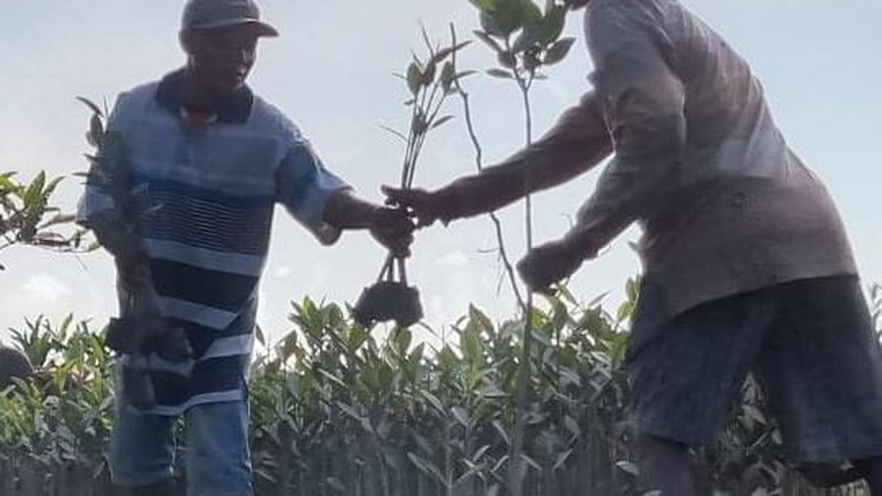 Cerita Kelompok Tani Tunas Tanjung Harapan Lestarikan Mangrove di Deli Serdang