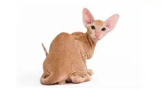 Bagi penghobi kucing, 6 jenis kucing ini dapat dimasukkan dalam daftar koleksi 