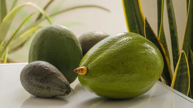 Ilustrasi Buah Alpukat