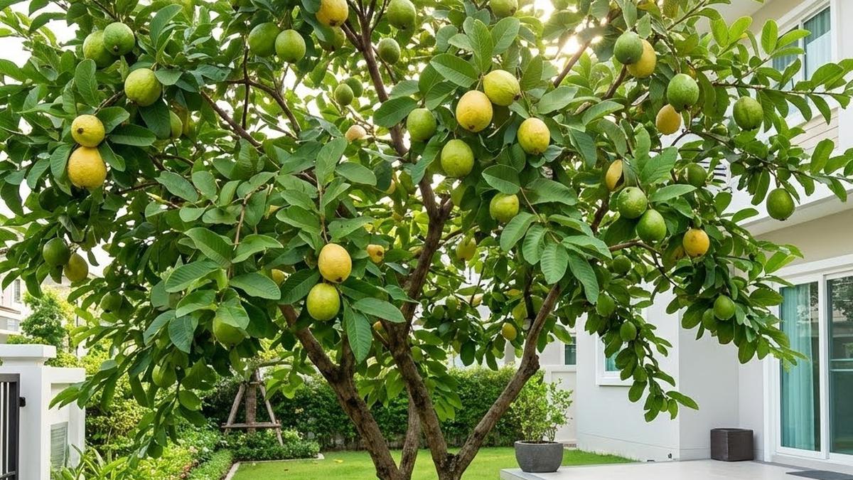 11 Jenis Pohon Produktif untuk Halaman Rumah yang Bisa Panen Sekaligus Jadi Hiasan