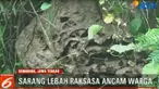 Jutaan lebah penyengat yang muncul dari kedua sarang raksasa tersebut dikhawatirkan menyerang warga.