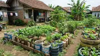 10 Barang Bekas Pengganti Polybag yang Lebih Awet dan Murah untuk Berkebun di Rumah, Pilihan Praktis untuk Pemula