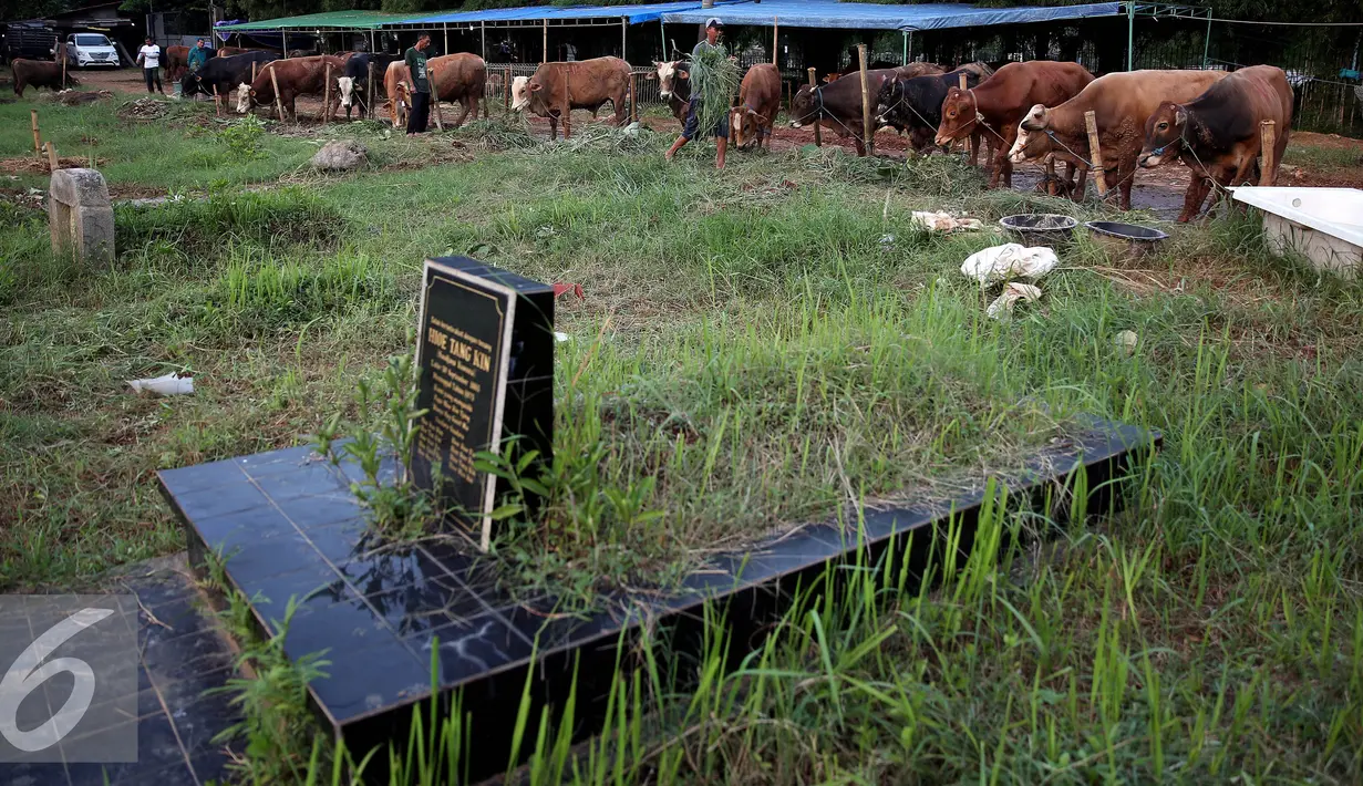 Pedagang hewan kurban di Tempat Pemakaman Umum (TPU) di Jakarta, Senin (5/9). Menjelang Hari Raya Idul Adha 1437 H, pedagang hewan ini memanfaatkan lahan kuburan untuk berjualan karena terbatasnya lahan di Jakarta. (Liputan6.com/Johan Tallo)