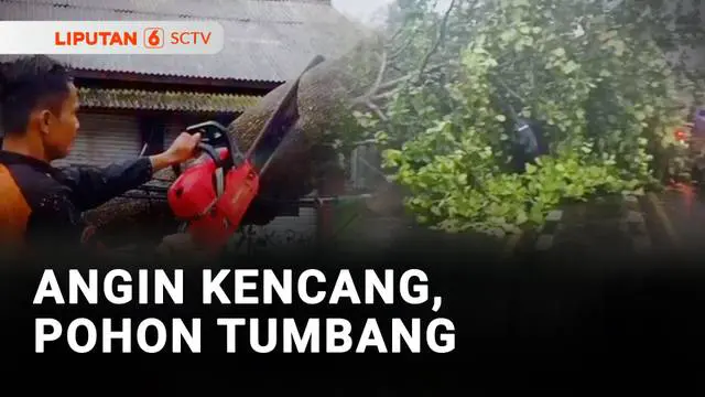 Angin Kencang, Pohon Tumbang