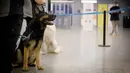 Anjing pelacak virus corona bernama Valo duduk di bandara Helsinki di Vantaa, Finlandia, Selasa (22/9/2020). Mereka dilatih untuk mendeteksi bau khas infeksi Covid-19 dari penumpang yang datang di bandara. (Antti Aimo-Koivisto/Lehtikuva/AFP)