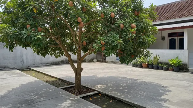 Pohon Sawo Manila/Gemini AI