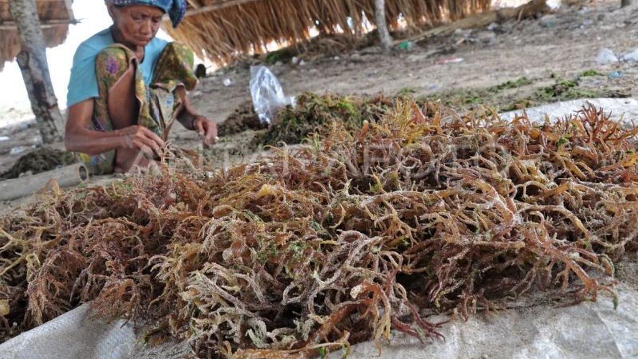 Indonesia Bangun Pusat Riset Rumput Laut Internasional di Teluk Ekas, NTB