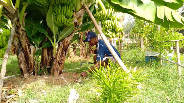 Luar Biasa Hasil Panen Pisang Siswa Smk Di Kupang Tembus