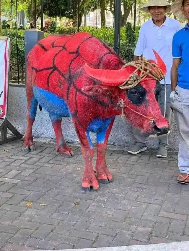 8 Potret Nyeleneh Sapi Lagi Menyamar, Penampilan Bikin Tepuk Jidat