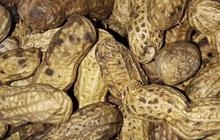 Mengolah Kacang Tanah Jadi Empuk dan Gurih Tanpa Rebus
