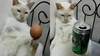 Si kucing ini bisa menyeimbangkan telur dan kaleng bir di satu kakinya.