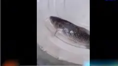 Tak berapa lama mengapung, ikan ini mengeluarkan gelembung udara dan akhirnya mulai bergerak.