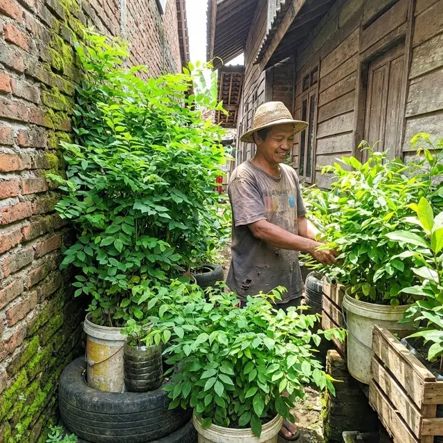 Menanam daun katuk (Gemini AI)