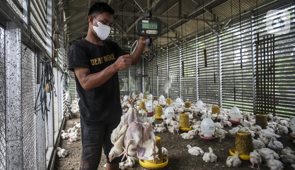 Pekerja menimbang ayam yang dipesan konsumen di tempat pemotongan ayam, Jakarta, Jumat (3/12/2021). Jelang Natal dan Tahun Baru harga beberapa kebutuhan pokok khususnya daging sapi dan ayam masih stabil, kecuali minyak goreng curah yang mengalami kenaikan. (Liputan6.com/Johan Tallo)