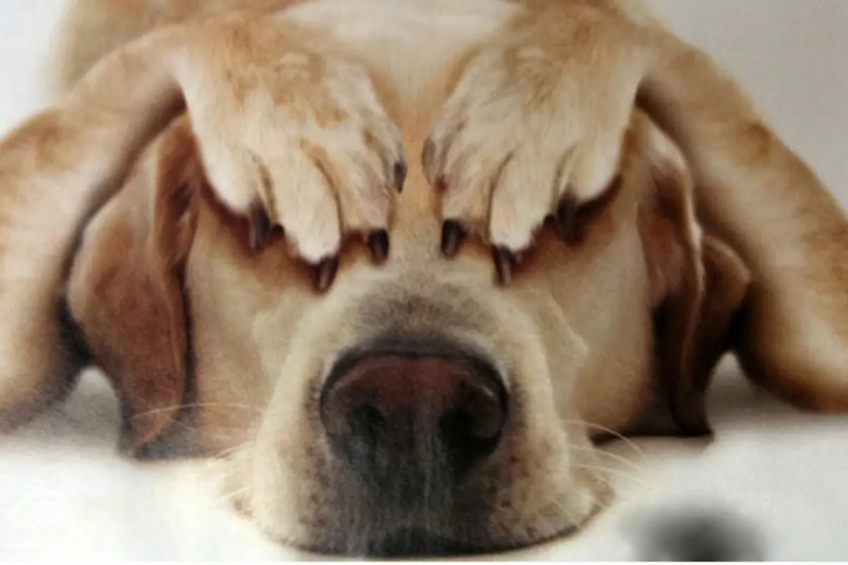 Anjing