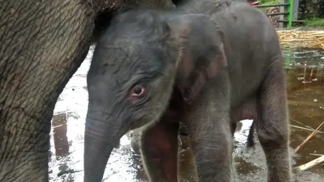 Gajah Sumatra