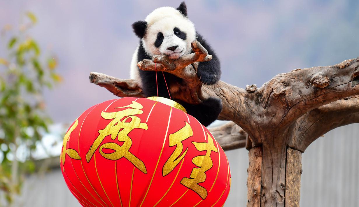 Seekor panda beristirahat di dalam kandangnya dengan sebuah lentera merah yang didekorasi untuk Tahun Baru Imlek di provinsi Sichuan, China, 31 Januari 2019. 11 anak panda yang lahir pada 2018 diperlihatkan kepada publik untuk menyambut Imlek. (STR/AFP)