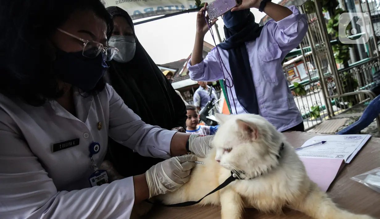 Dokter hewan dari Dinas Ketahanan Pangan dan Pertanian menyuntikkan vaksin rabies pada seekor kucing di Jakarta, Rabu (27/10/2021). Vaksin rabies untuk hewan peliharaan warga ini merupakan program Pemda untuk menjadikan kota Jakarta menjadi ramah hewan atau tanpa rabies. (Liputan6.com/JohanTallo)