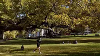 Seorang pria berolahraga di dalam taman kota di Melbourne, Australia (3/6/2021). Pihak berwenang mengumumkan Lockdown di Melbourne diperpanjang tujuh hari lagi ketika negara itu berusaha untuk membasmi sekelompok kasus Covid-19 di Melbourne. (AFP Photo/William West)