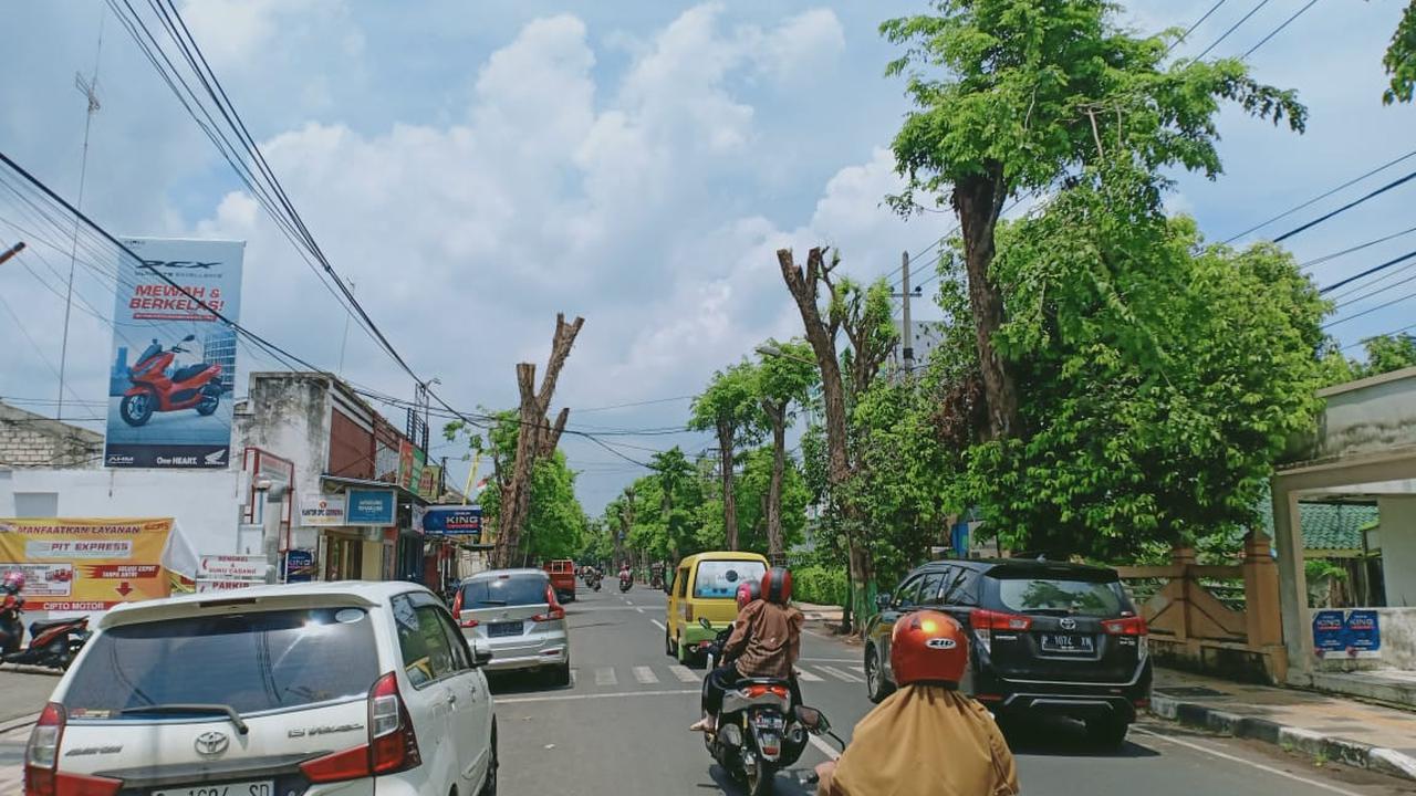 Kondisi pohon di sepanjang jalan Basuki Rahmat dipangkas habis. (Adirin/Liputan6.com)