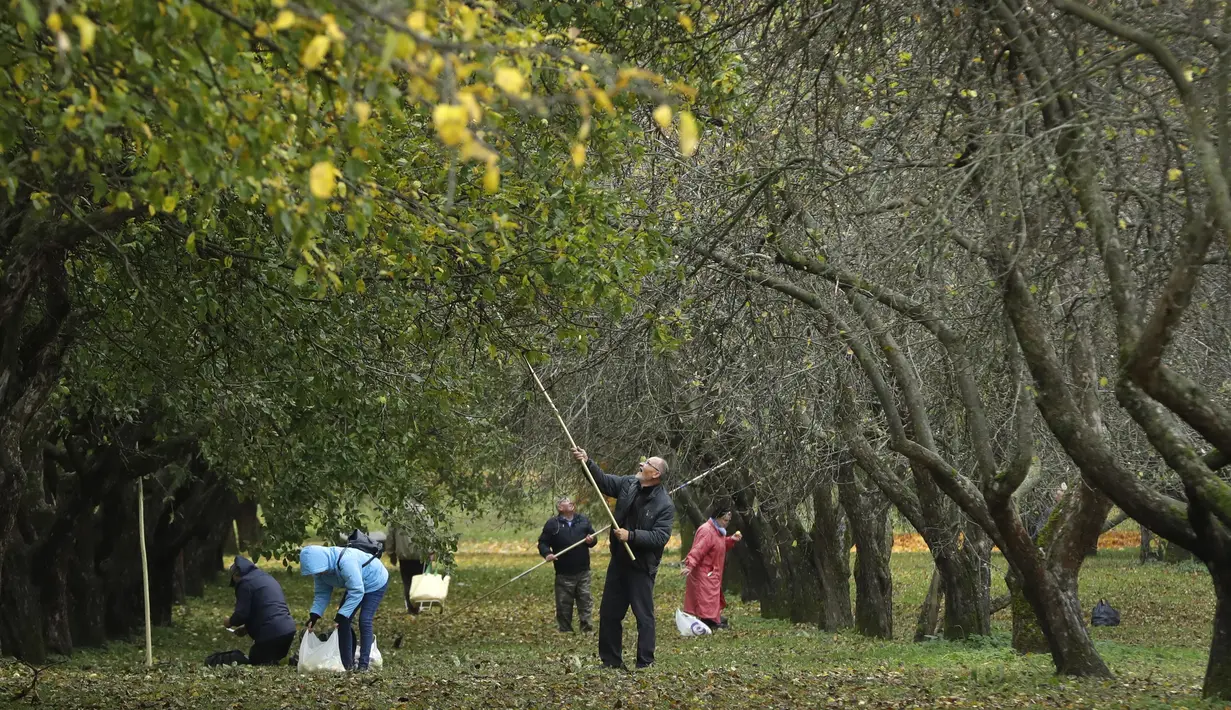 Penduduk setempat memetik buah apel dengan menggunakan alat seadanya di kebun apel di taman kota di Minsk, Belarusia (11/10/2019). Beberapa orang datang ke taman setiap hari untuk mengumpulkan apel secara gratis, dan ini sangat populer dengan orang-orang pensiunan. (AP Photo/Grits Sergei)
