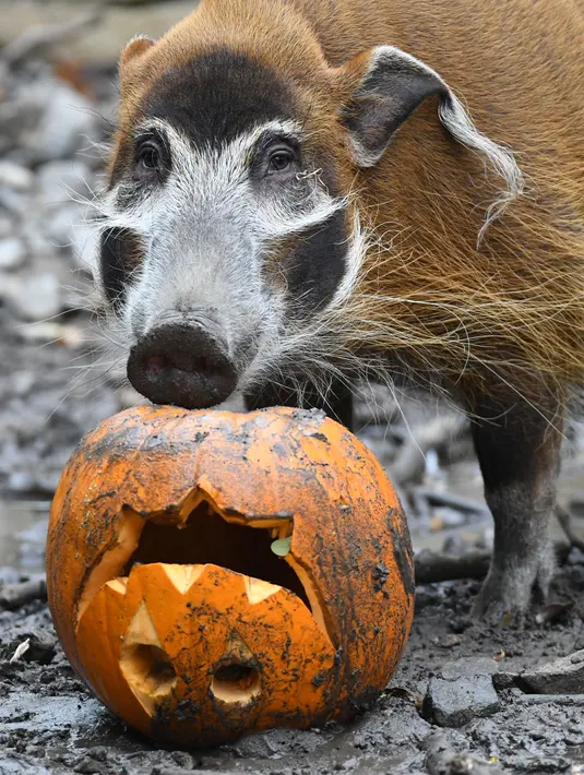 Seekor babi mengendus labu berisi makanan saat perayaan Hari Halloween di kebun binatang di Hanover, Jerman, Kamis (25/10). (Peter Steffen/dpa/AFP)