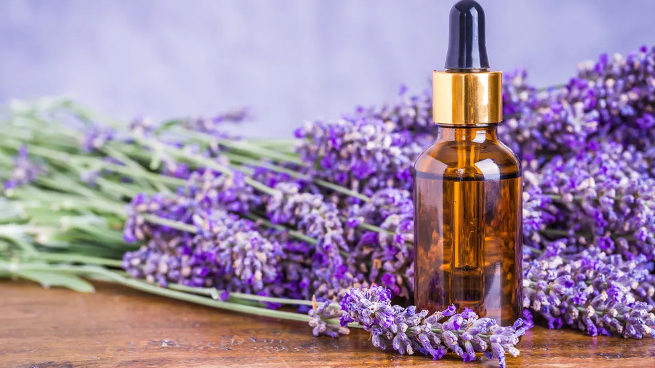 minyak lavender