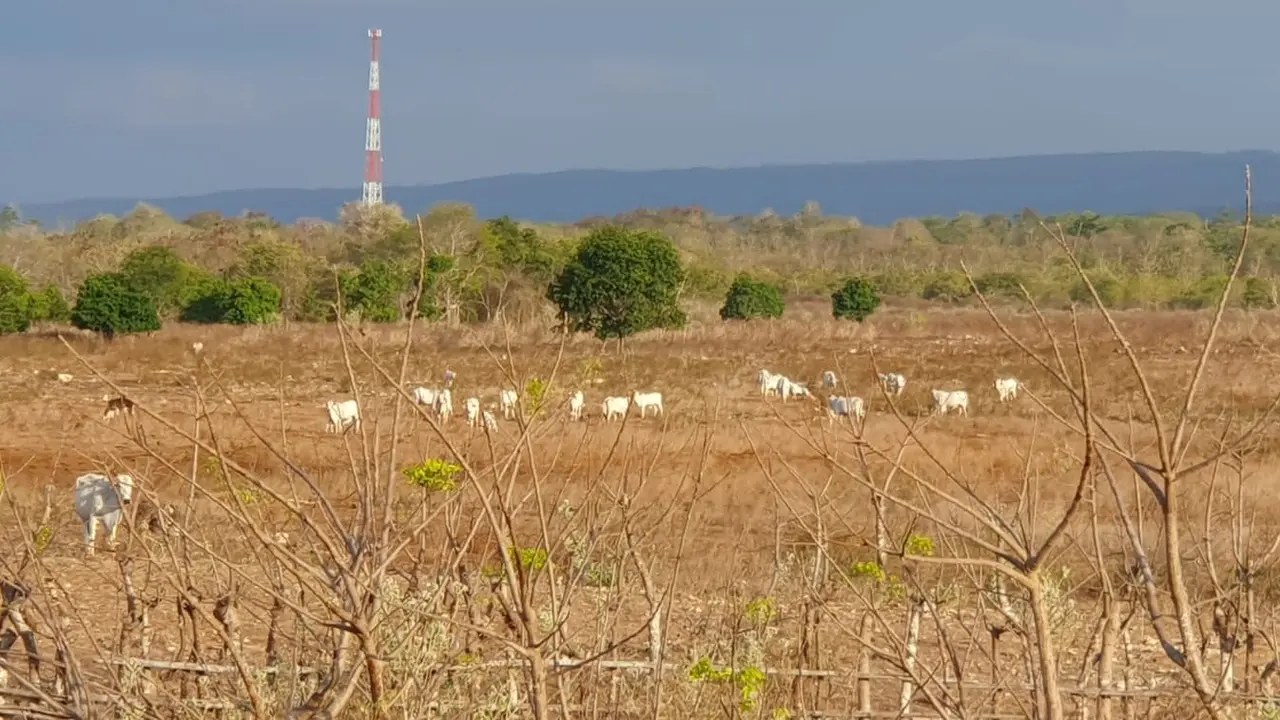 Lansekap alam Sumba cocok untuk peternakan hingga wisata. (Foto: Liputan6.com/Unsoed)