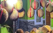 Legit, Bisnis Durian Bisa Raup Untung Rp20 Juta Satu Pekan
