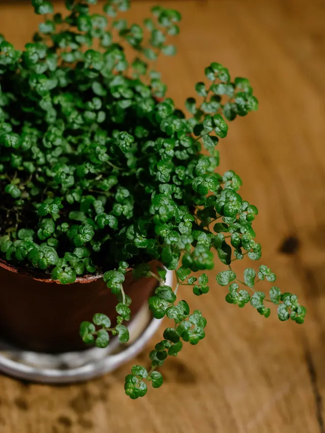 Baby’s Tears plant