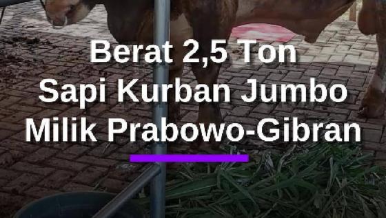 Penampakan Sapi Kurban Jumbo Milik Prabowo-Gibran, Total Bobot Berat Capai 2,5 Ton
