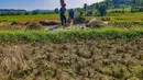 Petani memanen padi di lahan yang mengalami gagal panen di Desa Weninggalih, Kecamatan Jonggol, Kabupaten Bogor, Minggu (5/7/2026). (Merdeka.com/ Arie Basuki)