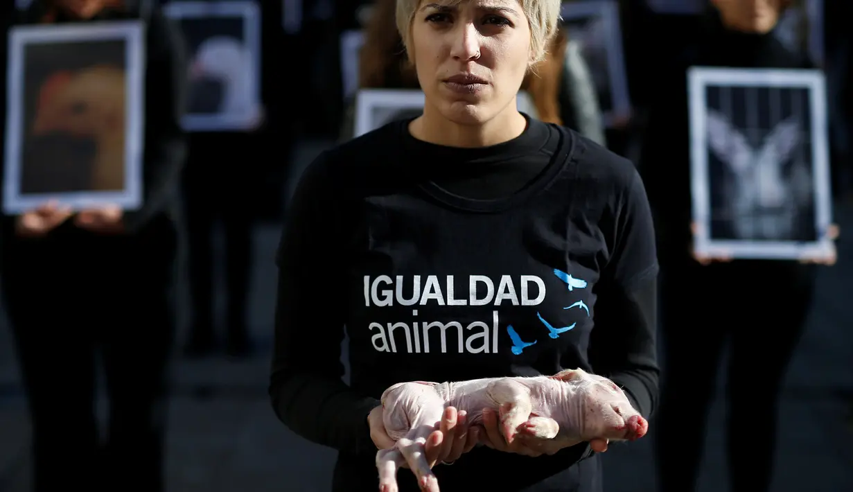 Seorang akivitis dari Igualdad Animal mebawa anak Babi saat melakukan aksi protes di di Madrid, Spanyol (10/12). Mereka memprotes anggapan hewan sebagai properti atau peliharaan saja yang bernilai lebih rendah dari manusia. (Reuters/Javier Barbancho)