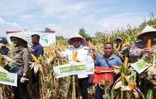 Tahukah Anda? Panen Raya Jagung Gowa Tembus 7.153 Ton, Perkuat Ketahanan Pangan Nasional