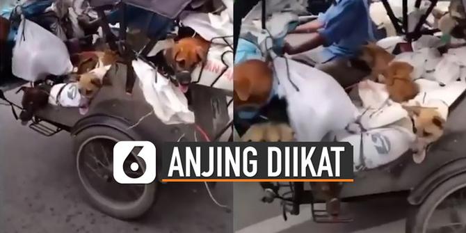 VIDEO: Viral Anjing-Anjing Terikat di Atas Becak Motor