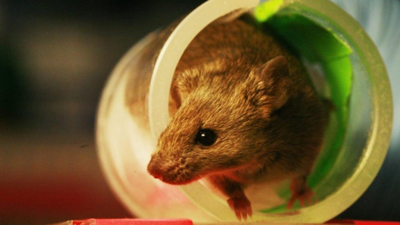 Cara Ampuh Mengusir Tikus dari Rumah Tanpa Racun