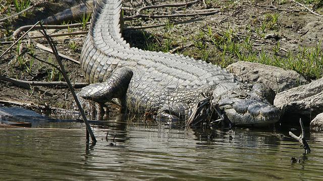Buaya Pemangsa Manusia 'Meneror' Amerika - Global Liputan6.com