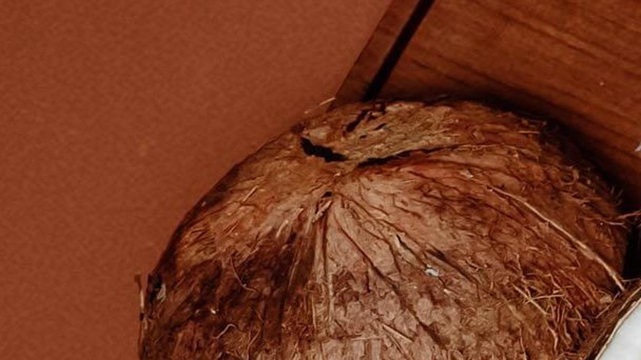 Gampang Ditiru, Ini Cara Pisahkan Daging Kelapa dari Tempurung Tanpa Menggunakan Pisau